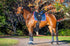 BARE Horse Wear - Carbon Tech Bell Boots - Navy
